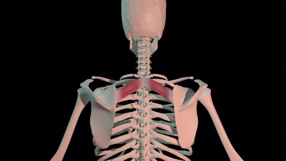 Rhomboid Minor Muscles Full Rotation Loop