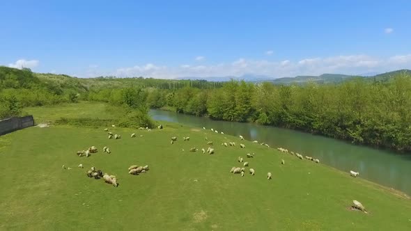 Flock of Sheep on Green Pasture in Mountains, Cattle Breeding, Organic Wool
