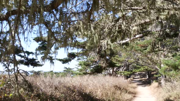 Path in Forest or Wood Trail in Grove