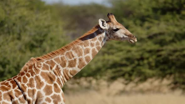 Baby Giraffe Suckles Mother in Early Morning Light