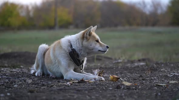 Akita Inu Gnaws a Bone Outdoors