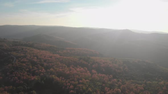 Aerial view of mountain, hills and flower blooming. scenic landscape