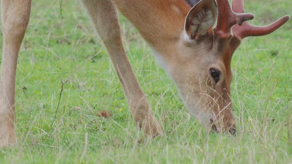 Grazing Fallow Deer. Dama Dama, Ruminant Mammal,