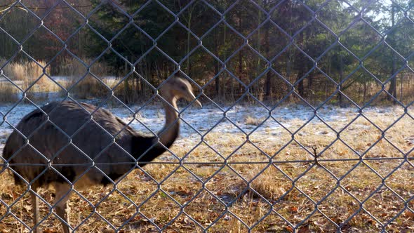 Grey Rhea, Emu like, Walking on a winter day in German wildlife preserve.