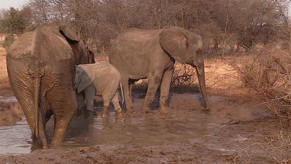 Elephants wallowing at waterhole. Greater Kruger. Static