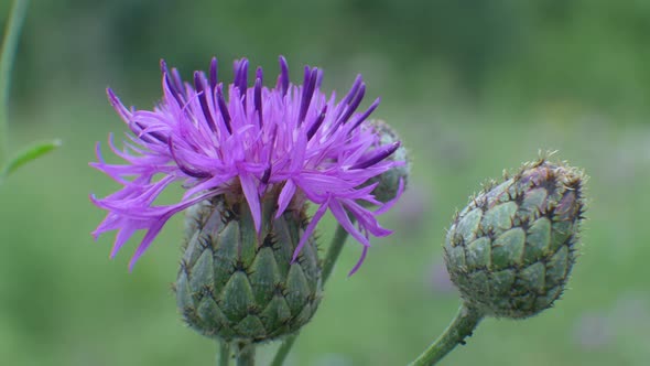 Thistle Flower Blossom on Green Background