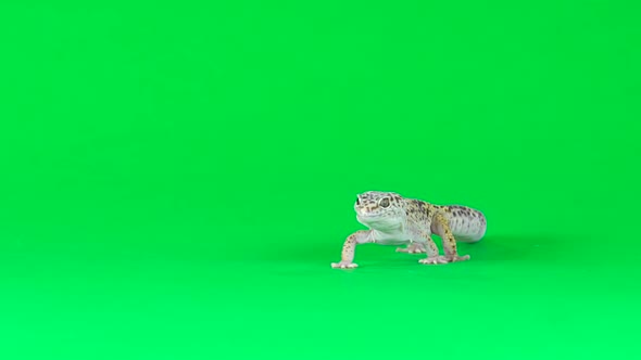 Yellow and Brown Spotted Leopard Gecko Eublefar Isolated at Green Screen. Close Up. Slow Motion.