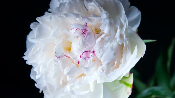 Beautiful white peony flower blooming in time lapse