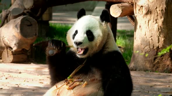 Giant Panda Bear Eating Bamboo