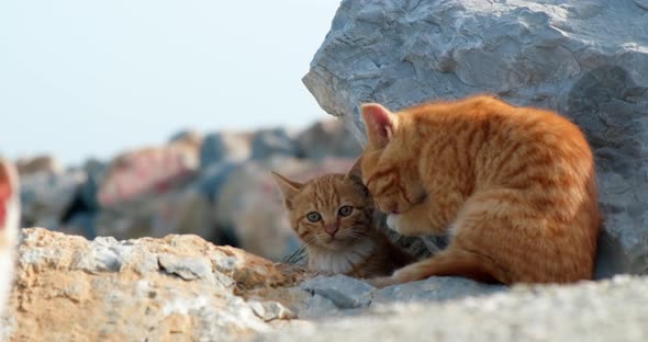 Two ginger colored kittens sitting outdoors.