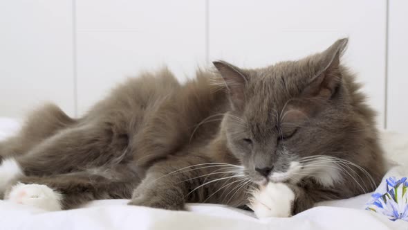 A Gray Fluffy Cat Lies on the Couch Dozing the Lazy Cat is Tired of Hunting Every Day