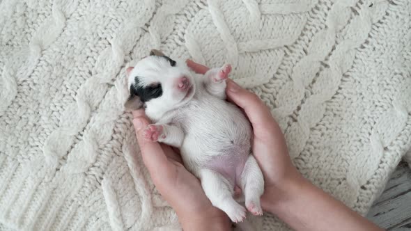 Newborn Puppy Sleeping in Owner Hands