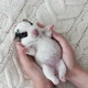 Newborn Puppy Sleeping in Owner Hands - VideoHive Item for Sale