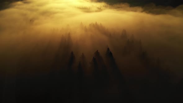 Flying over a foggy autumn forest
