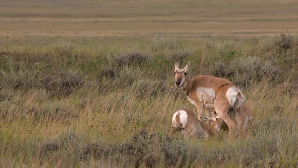 small antelope nursing from a mother antelope