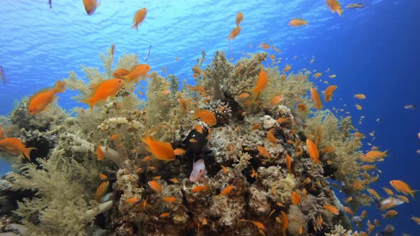 Broccoli Soft Coral and Colorful Fishes