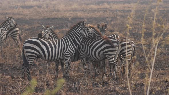 Cinematic shot of wild zebras protecting themselves from attack in slow motion. Serengeti National P