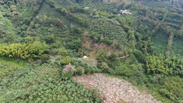 Coffee farm in the middle of the mountains