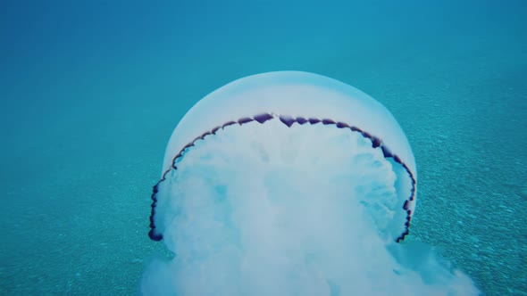 Jellyfish Sea Lung Type Swims in the Blue Ocean