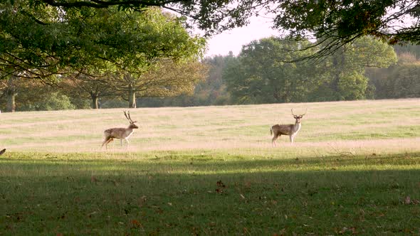 Two Stags with Large Antlers Face the Camera and then Walk Away.