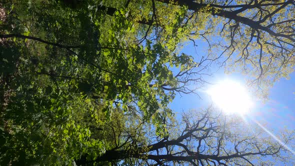 Vertical Video of the Forest in the Spring on a Sunny Day