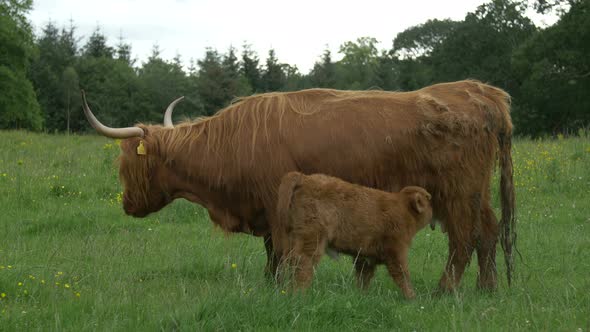 Scottish Highland calf and cow on a field 