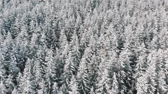 Aerial View of Pine Trees Covered in Snow on Winter Snowy Day