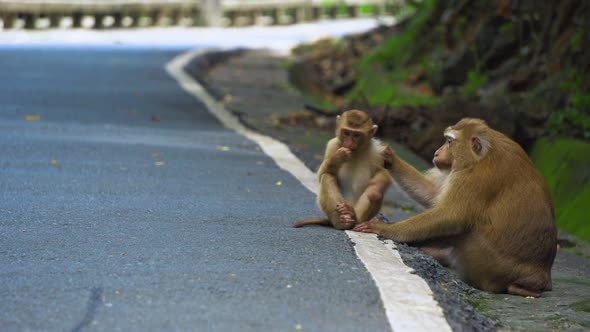 Monkey Is Sitting on The Road in The Park. Asia, Tropical Forest, National Park