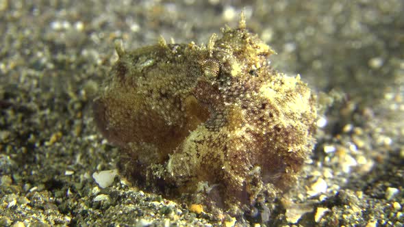 Small Octopus on sandy reef at night, close up shot