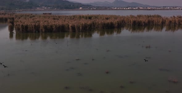 Aerial View Above  Flying Migratory Birds Over Wetlands At Kallar Kahar Lake. Slow Motion