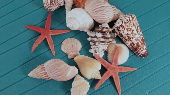 Seashells Rotating Blue Background