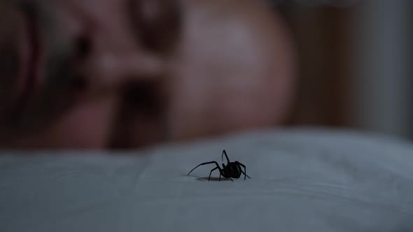 Man wakes up to Black Widow on his pillow