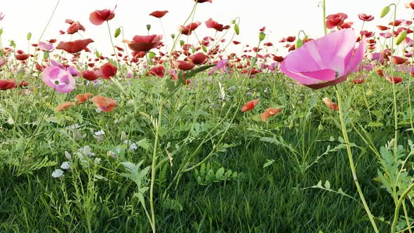 3D animation of meadow poppies and green grass 02