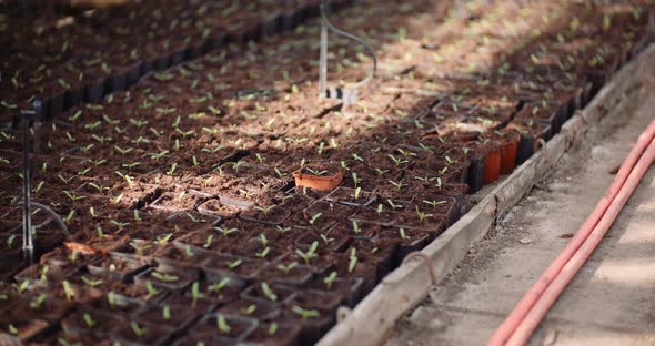 Agriculture - Flower Seedlings in Greenhouse