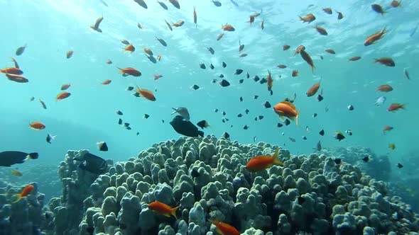 Tropical Fish Swimming By Coral Reefs