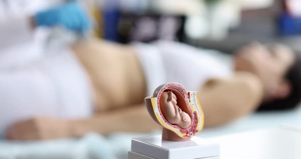 Anatomical Model of the Fetus on the Table