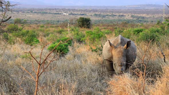 Adult White Rhino eats dry grass in the morning on Thanda Reserve