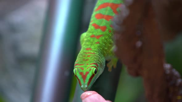 Giant Day Gecko licking fruit from finger