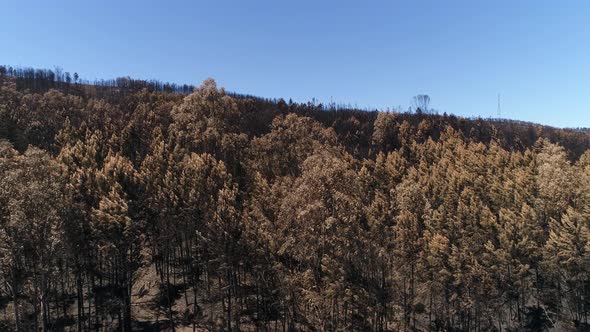 Deforestation, After Forest Fire, Natural Disaster