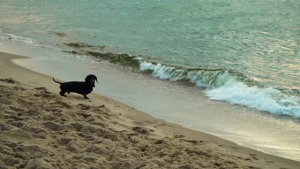 A small dachshund dog runs along the coast and barks at the sea on the beach at the sea