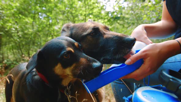 Clip of German Shepherd and westpointer while drinking some water.