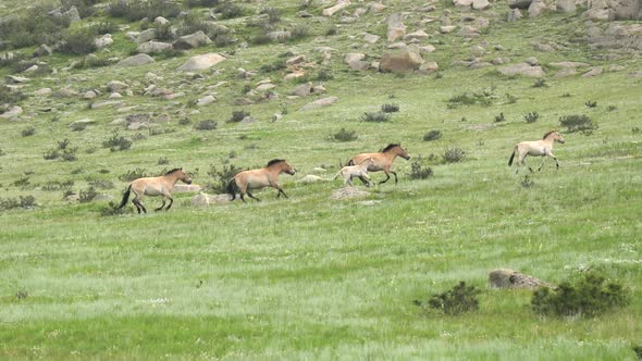 Wild Przewalski Horses Walking in Real Natural Habitat