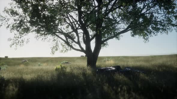 African Landscape with a Beautiful Big Tree