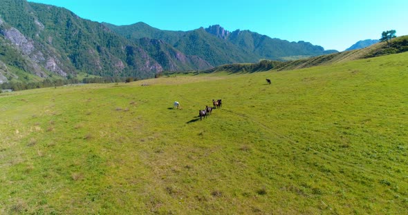 Flight Over Wild Horses Herd on Meadow