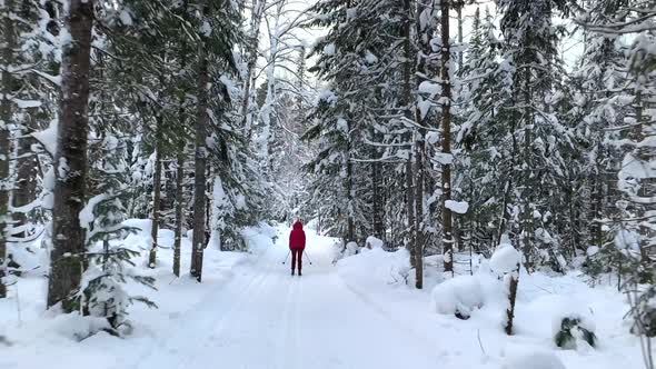 A Walk Through the Winter Forest