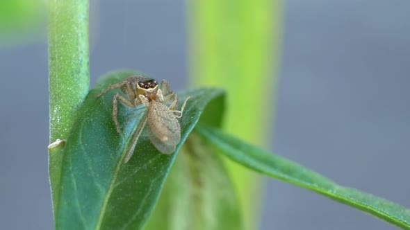 Jumping Spider On Leaf Catching Lacewing As His Prey. - Close Up