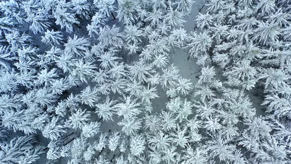 Aerial view of snow covered fir trees, Taunus, Germany