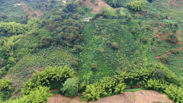 Farm in the middle of Coffee and Orange Plantations