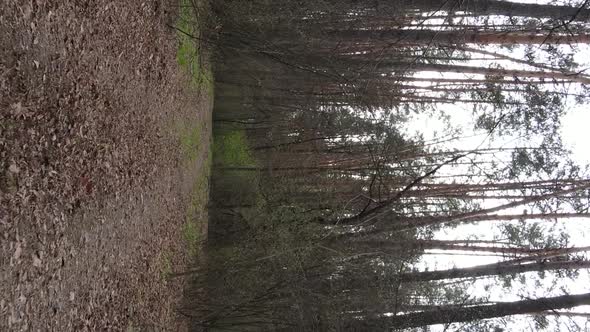 Vertical Video of a Road in the Forest Slow Motion