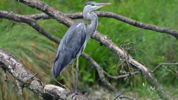 Close up shot of wild grey heron bird perched on tree branch in wilderness - Prores high quality cli